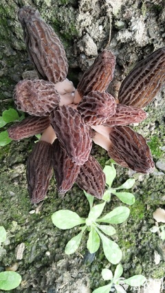 人工种植尖顶灰黑羊肚菌 干货小尺寸的自然馈赠