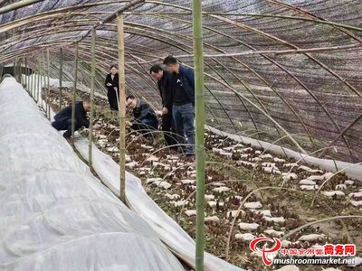宜昌森源与房县天禾共建五千亩羊肚菌基地 “森林美容师”的市场突围记
