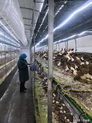 科技兴农 甘肃通渭县羊肚菌工厂化栽培初步实现产业化突破