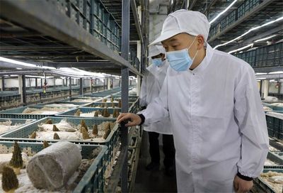 聚力发展 苦干实干 湖北宜城打造年产值10亿元羊肚菌基地