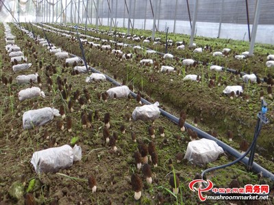 河北平泉 羊肚菌产业签约500亩，探索乡村振兴新路径