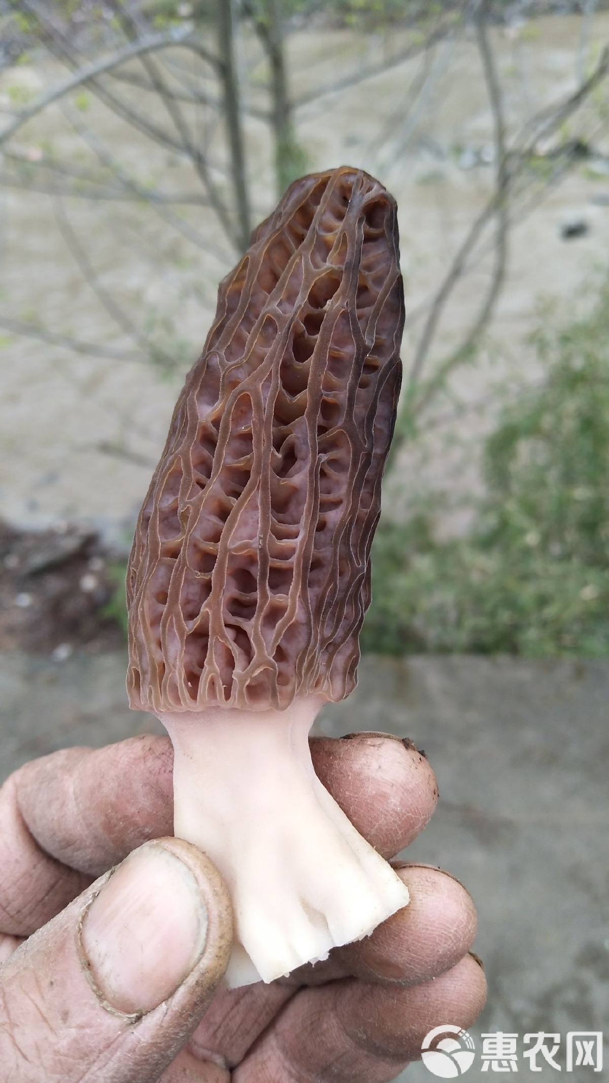探秘人工种植的灰黑色尖顶羊肚菌 干货规格与风味双重解析