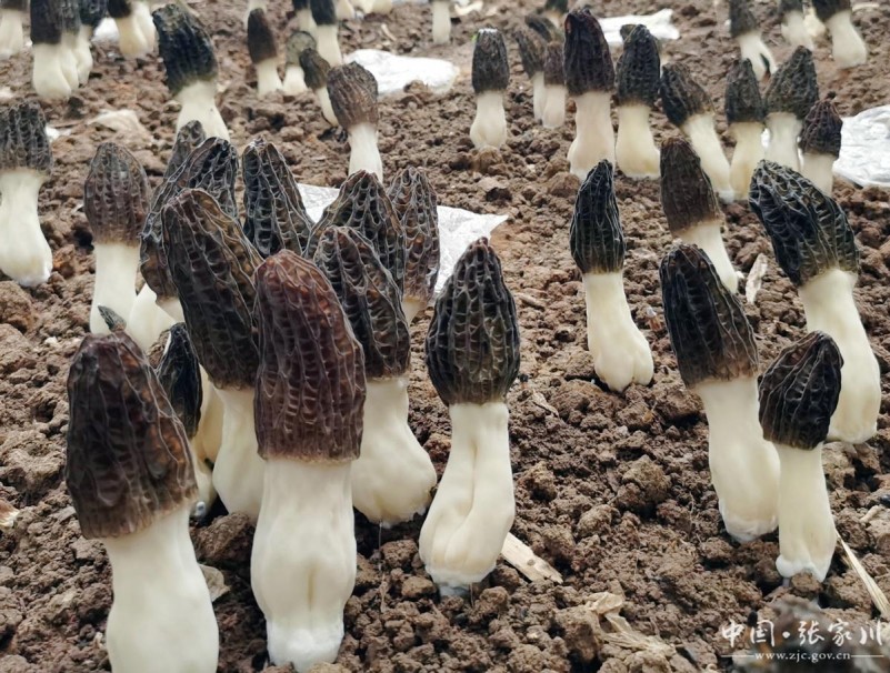 甘肃张家川 羊肚菌工厂化生产“出圈”，三期新建26座大棚引领产业升级