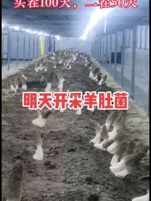 金菇绽放层架间 二茬羊肚菌的丰收礼赞