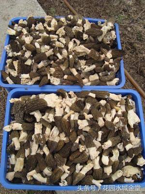 喜讯!金堂羊肚菌成功申报国家地理标志保护产品