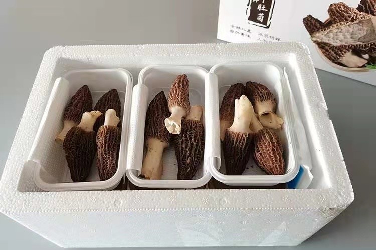 新春走基层|山东青岛:灵山羊肚菌,直销沪广深