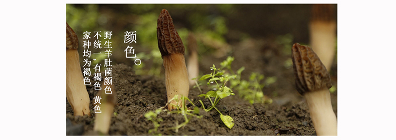 觅味 羊肚菌干货云南特产食用菌干货 全剪炳羊肚菌 煲汤食材