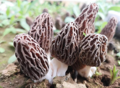 徽县:小小羊肚菌拓开增收新路子