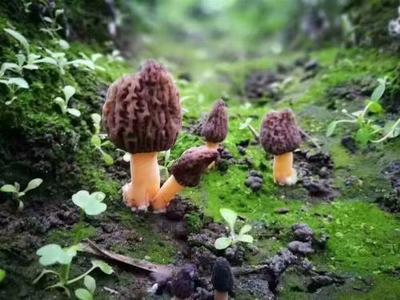 羊肚菌有壮阳的功效,营养非常丰富